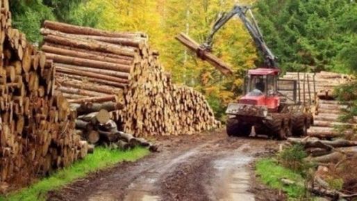 Peste 12 milioane metri cubi de lemn, recoltați anul trecut din pădurile statului