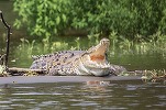 VIDEO Încălzirea globală îi ajunge din urmă pe crocodili. Sar la atac