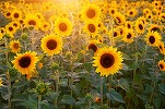 România - liderul UE la floarea-soarelui