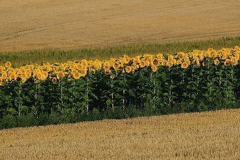 Cu marele ajutor al privaților, suprafața cultivată în România a crescut. Peste 99% hectare, în proprietate privată