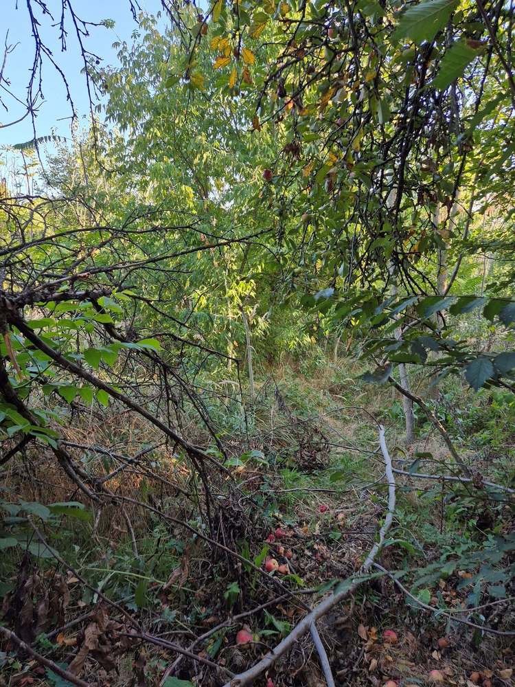 FOTO Apare un mare parc în București, pe foste sere militare. Acum, însă, toată suprafața este acoperită de cioburi