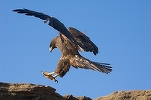 Investitorii de la Fondul Proprietatea se simt cu o idee mai puțin „în ghearele vulturului”