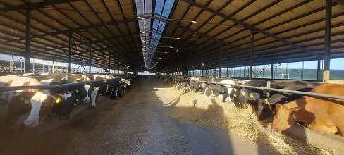 Tranzacții rapide cu 2% din acțiunile DN Agrar, controlată de familia olandeză de Boer