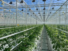 EXCLUSIV PREMIERĂ Un mare cultivator de roșii din România devine producător de energie. Va livra în rețea surplusul