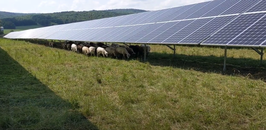 Centrală agrivoltaică de zeci de MW la Vatican