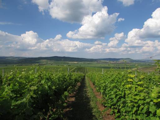 Producătorul de vin Jidvei mizează pe online