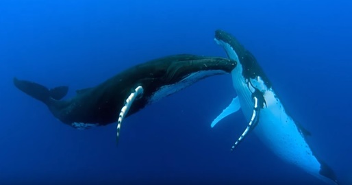 Japonia și-a anunțat retragerea din Comisia privind vânătoarea de balene, urmând să reia pescuitul comercial
