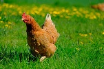 FOTO Carne cumpărată din magazine și vopsită cu galben, pentru a fi vândută ca provenind de la păsări crescute în curte