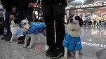 VIDEO Aeroportul din Istanbul folosește câini de terapie 