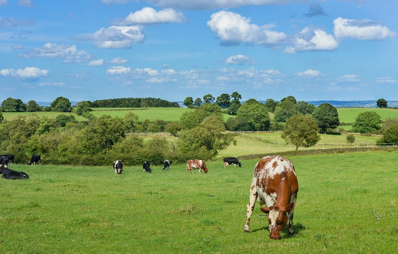 Ministrul Agriculturii va solicita la Bruxelles soluții de sprijin pentru fermieri și producători din industria laptelui