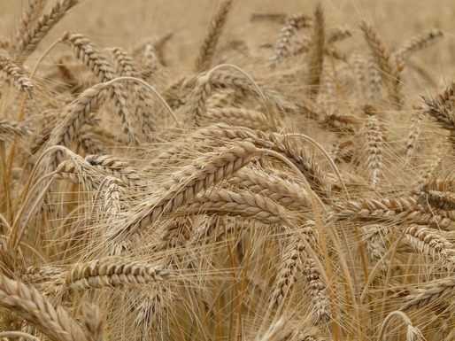 Coface: Peste 600 de companii din România care se ocupă de cultivarea cerealelor au afaceri mai mari de un milion de euro