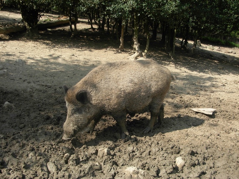 România are cel mai mare grad de risc la pesta porcină africană, din cauza apropierii de Ucraina