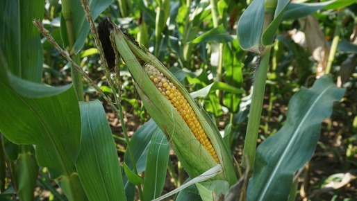 Profitul net al Monsanto, cel mai mare producător de semințe din lume, a scăzut cu 25% în decembrie-februarie