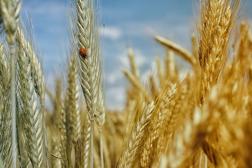 Supraabundență mondială de grâu, cererea din partea Chinei va fi în scădere-raport