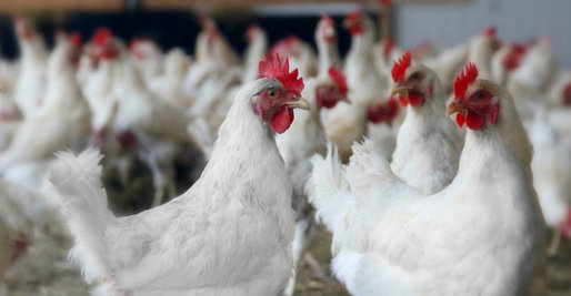 Hong Kong interzice importul de carne de pasăre și ouă din România din cauza gripei aviare