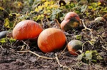Fermierii ale căror culturi ecologice sunt contaminate accidental, scutiți de sancțiuni și pierderea subvențiilor. Produsele și terenul vor putea fi însă declasate