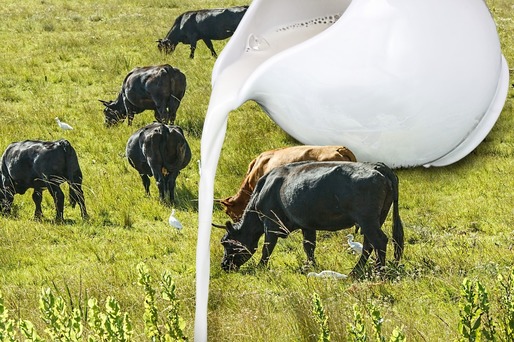 Producția internă de lapte a crescut în primul trimestru cu 2,3%, iar importurile au urcat cu 12,8%