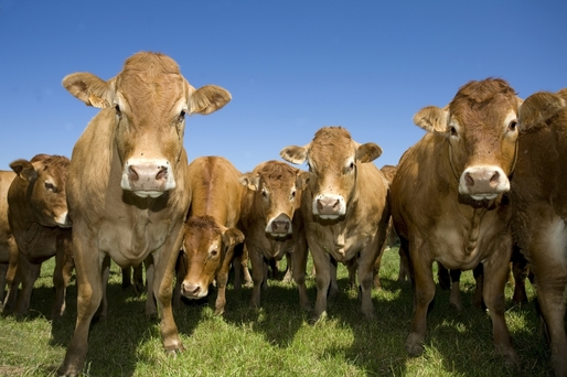 Fermierii primesc, la final de an, subvenții de 100 milioane euro pentru creșterea animalelor