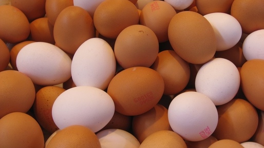 Raport: Europa se confruntă cu prețuri foarte mari ale ouălor în urma "crizei fipronilului"