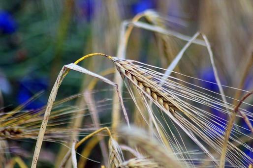 Ministrul Agriculturii: România a realizat anul acesta aproape 27 de milioane de tone de cereale; 1,4 tone pe cap de locuitor