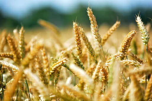 Cotația grâului a scăzut cu 1% după ce Departamentul american al Agriculturii a prognozat livrări record
