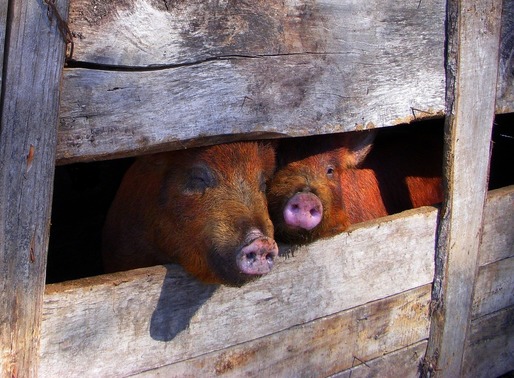 Pesta porcină africană, confirmată la alte două gospodării din județul Constanța