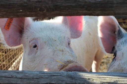 Giurgiu: Aproape 130 de porci au fost sacrificați în două localități unde au fost confirmate în total patru focare de pestă porcină africană