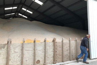 Efectul războiului comercial: Fermierii americani își lasă culturile să putrezească din cauza costurilor mari de stocare