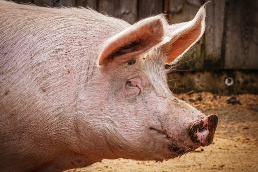 ANSVSA: Pesta porcină africană evoluează în aproape trei sute de localită din 16 județe; au fost sacrificați peste 360.000 de porci