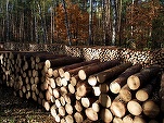 Trei firme din industria lemnului, amendate pentru trucarea unei licitații