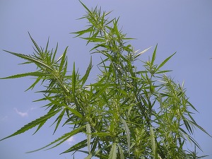 Procesatorul canadian de cânepă StillCanna deschide o unitate de extracție a uleiului CBD în România. Ex-directorul unui institut de cercetare - recrutat ca șef