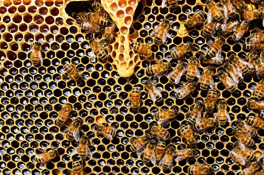 România se menține în top-ul european al apiculturii. Producția de miere a crescut cu peste 70% în ultimii 5 ani 
