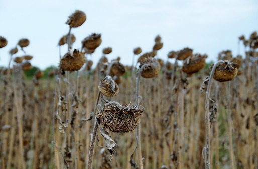 Ministerul Agriculturii: Producția de porumb boabe scade cu 9% în acest an; recolta de floarea soarelui crește cu 14%