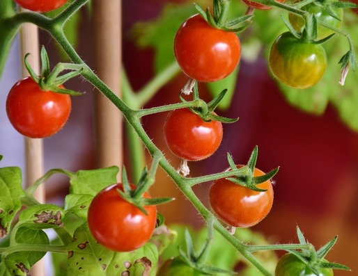 Un nou virus amenință tomatele din Franța după ce a lovit mai multe state europene