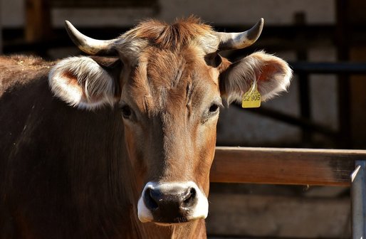 Caz atipic de ''boala vacii nebune'' descoperit în Elveția