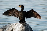 Liber la vânătoarea de cormorani. Nici urșii nu pot sta liniștiți