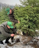 Romsilva scoate la vânzare peste 40.000 Pomi de Crăciun. La ce prețuri sunt vânduți