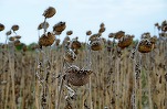 Producția de oleaginoase a României, în scădere din cauza secetei