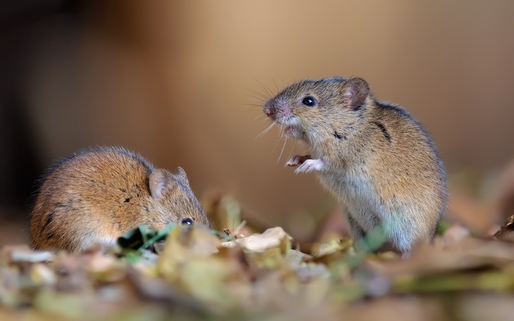Invazie „monumentală” de șoareci în Australia