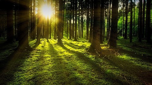  Fondul forestier național s-a majorat cu 0,2% în 2020. Volumul de masă lemnoasă recoltată, în creștere cu 4%