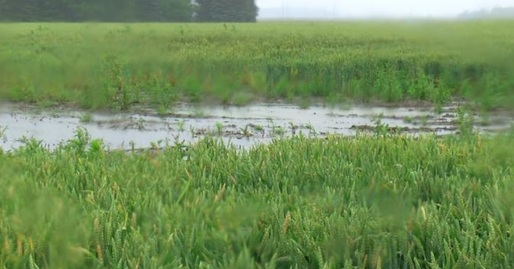 AGRO TV Semnal de alarmă lansat pentru recolta de grâu 2021: Calitatea va fi efectiv spălată!