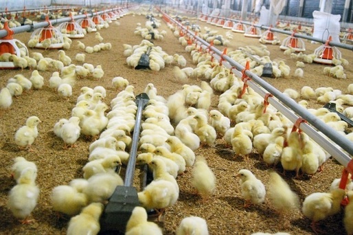 Franța va interzice din 2022 omorârea puilor de găină masculi prin zdrobire sau gazare, o practică denunțată ca fiind barbară