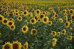 România reușește o producție-record la floarea-soarelui. Lipsa unităților de procesare duce la exportul materiei prime