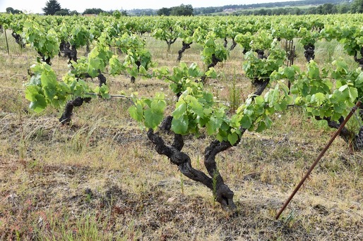 Producția de vin din sudul Franței, afectată grav din cauza incendiilor
