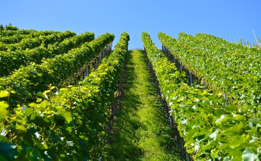 Comisia Europeană anunță măsuri excepționale de sprijin pentru sectoarele vitivinicol, fructe și legume