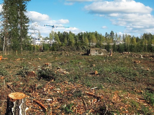 Tăierile ilegale de păduri: Apel în Parlamentul European pentru o misiune în România și protejarea celor care luptă împotriva defrișărilor