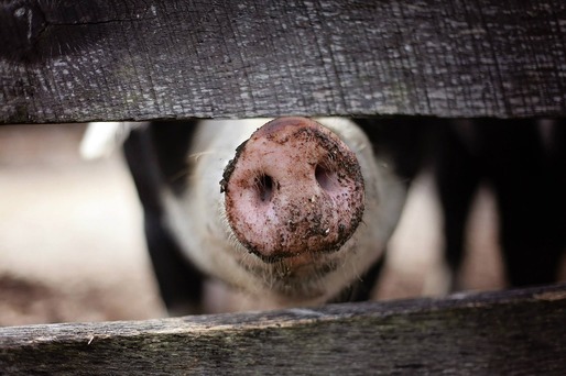 Decizie, în primă etapă: Românii nu vor mai putea crește în gospodării, pentru propriul consum, decât cel mult 5 porci. Este interzisă hrănirea porcilor cu ”resturi alimentare”
