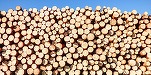 România - al șaptelea producător de bușteni din UE