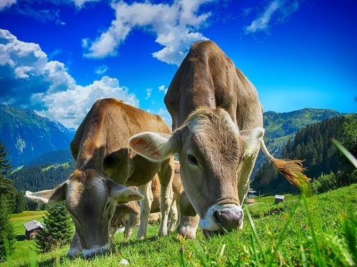 Statele membre au aprobat comercializarea în UE a unui aditiv furajer inovator care va reduce emisiile de metan generate de vacile de lapte în UE