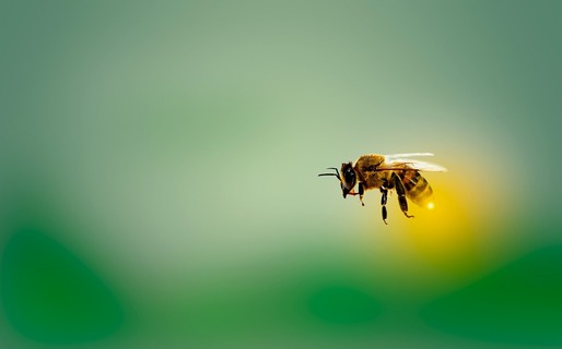 ”Covor de albine moarte”: Cum încalcă România interdicția UE privind insecticidele care ucid albinele 